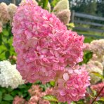 Hortenzia metlinatá (Hydrangea paniculata) ´SUNDAE FRAISE´® – výška 30-40 cm, kont. C3L